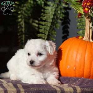 Gracie, Bichon Frise Puppy